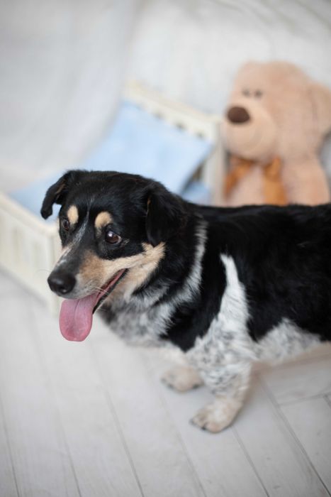 Sympatyczny, maleńki kierownik Gutek szuka miłości na zawsze.