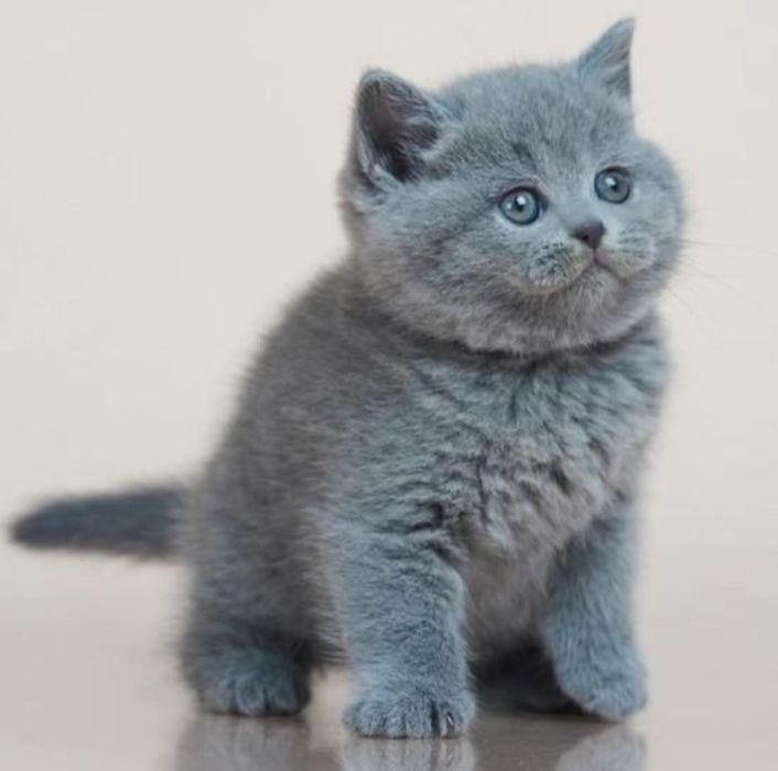 Шотландские плюшевые котята .Девочка.