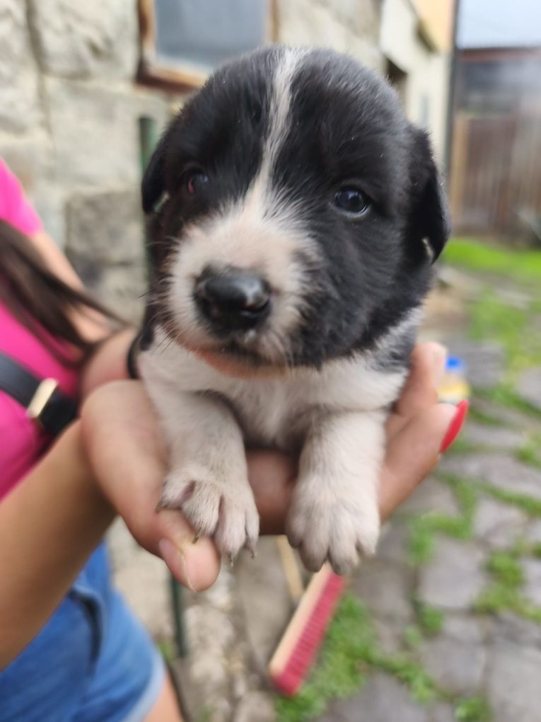 Border Collie szczeniak