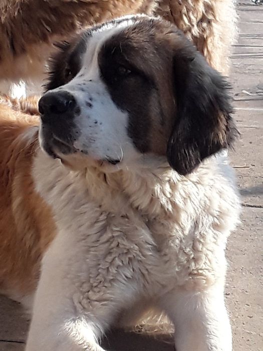 Цуценя московської сторожової