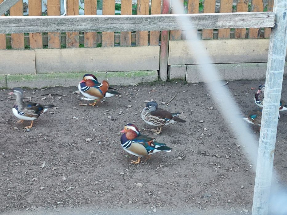 Sprzedam  kaczki mandarynki