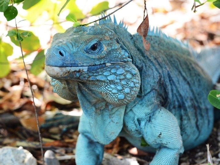 Iguana iguana blue голубая циклура