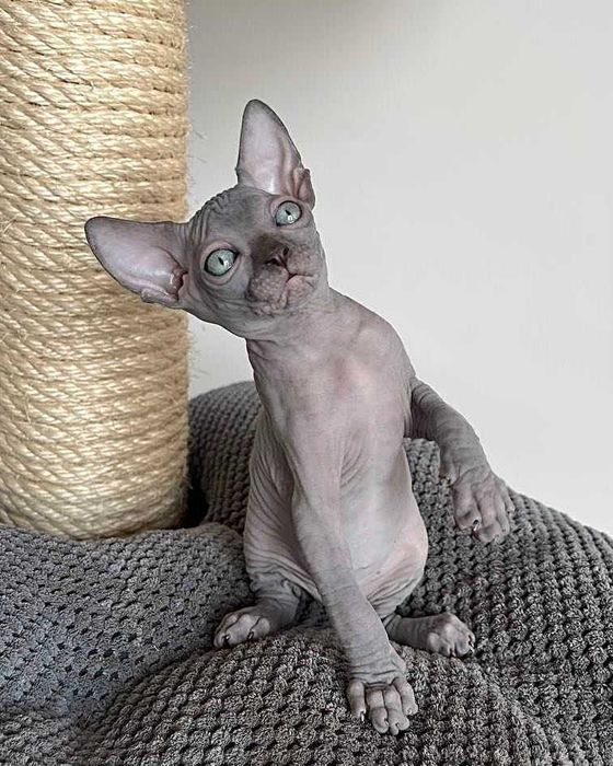 Милая, милашка девочка голубая.