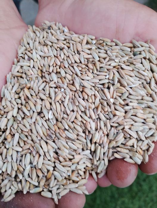 Żyto sprzedam żyto