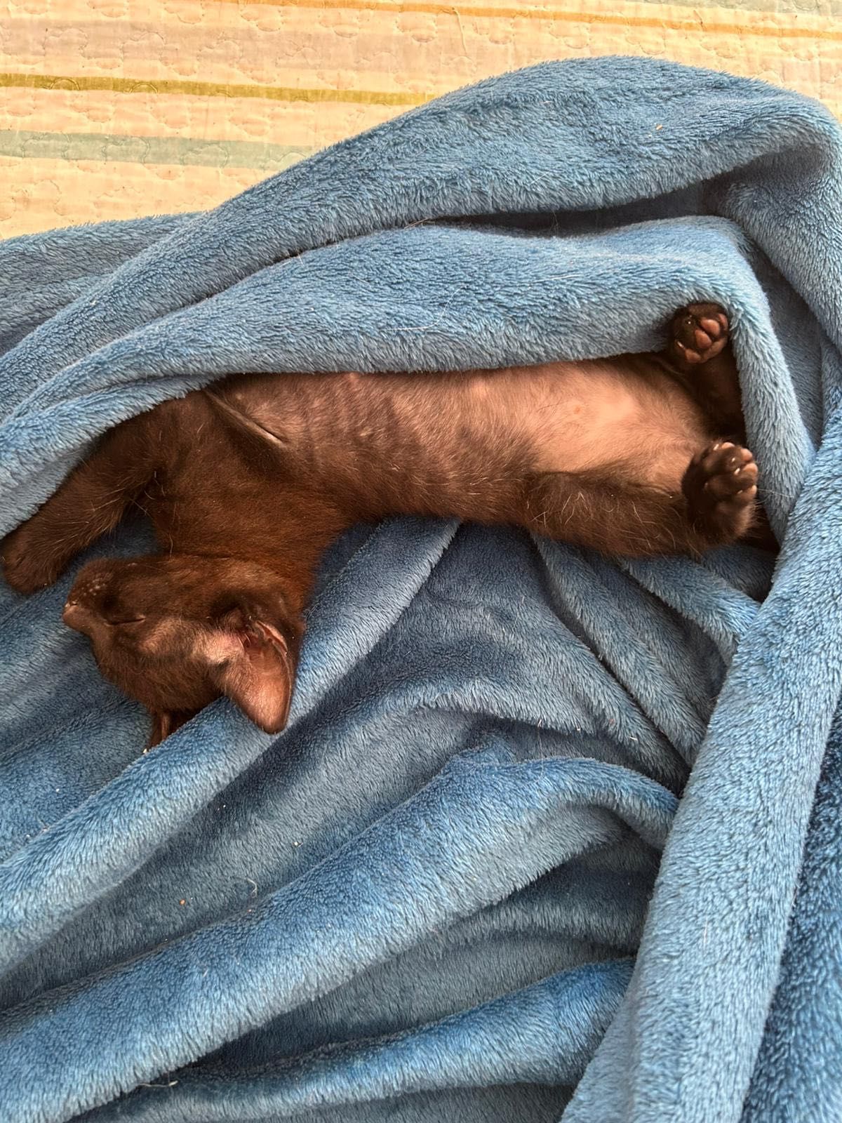 Gatinhos para adoção