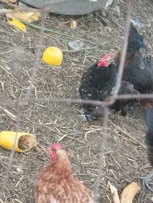 Продам питухів .