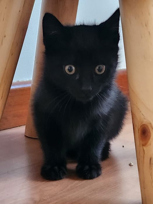 Gatinhos bebés com esterilização gratuita para adoção