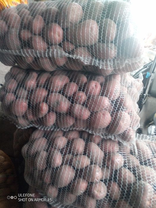 Ziemniaki cztery odmiany Ignacy Redsonia Gala Jelly.