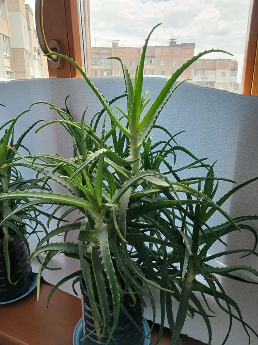 Кімнатні квіти оптом.