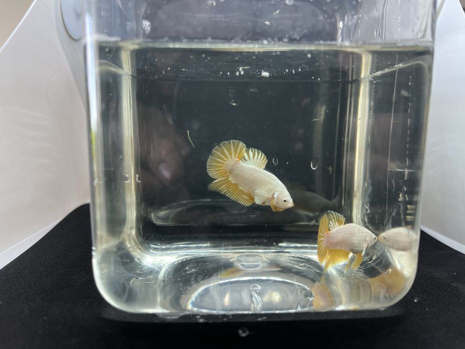 Machos betta splendens