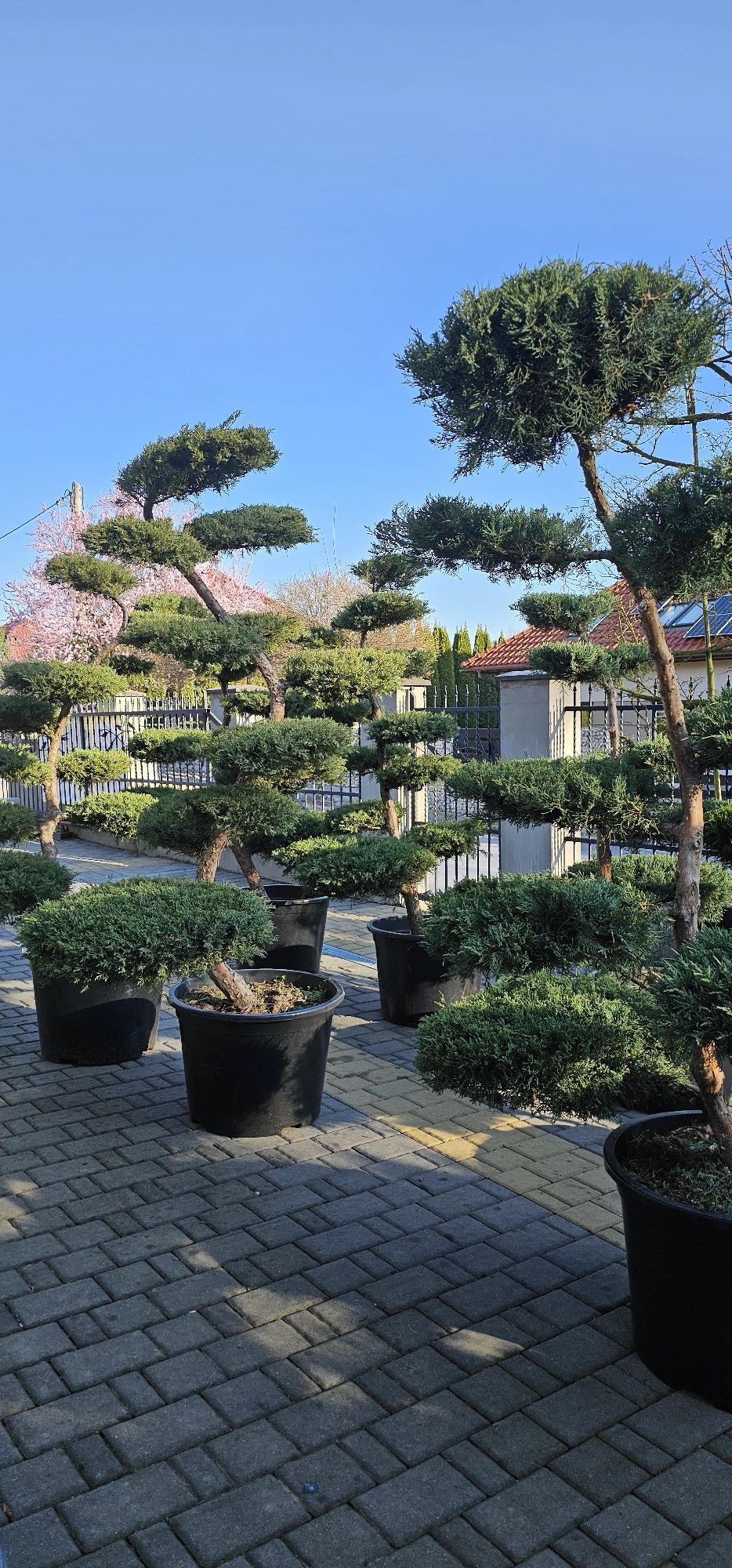 Bonsai wieloletnie okazy