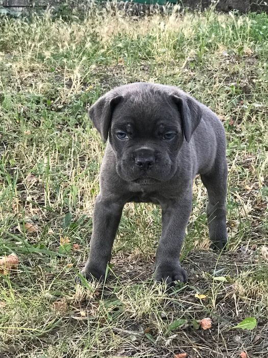 Продаж Кане-корсо