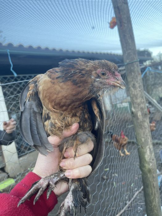 Vendo garnizos criados na quinta