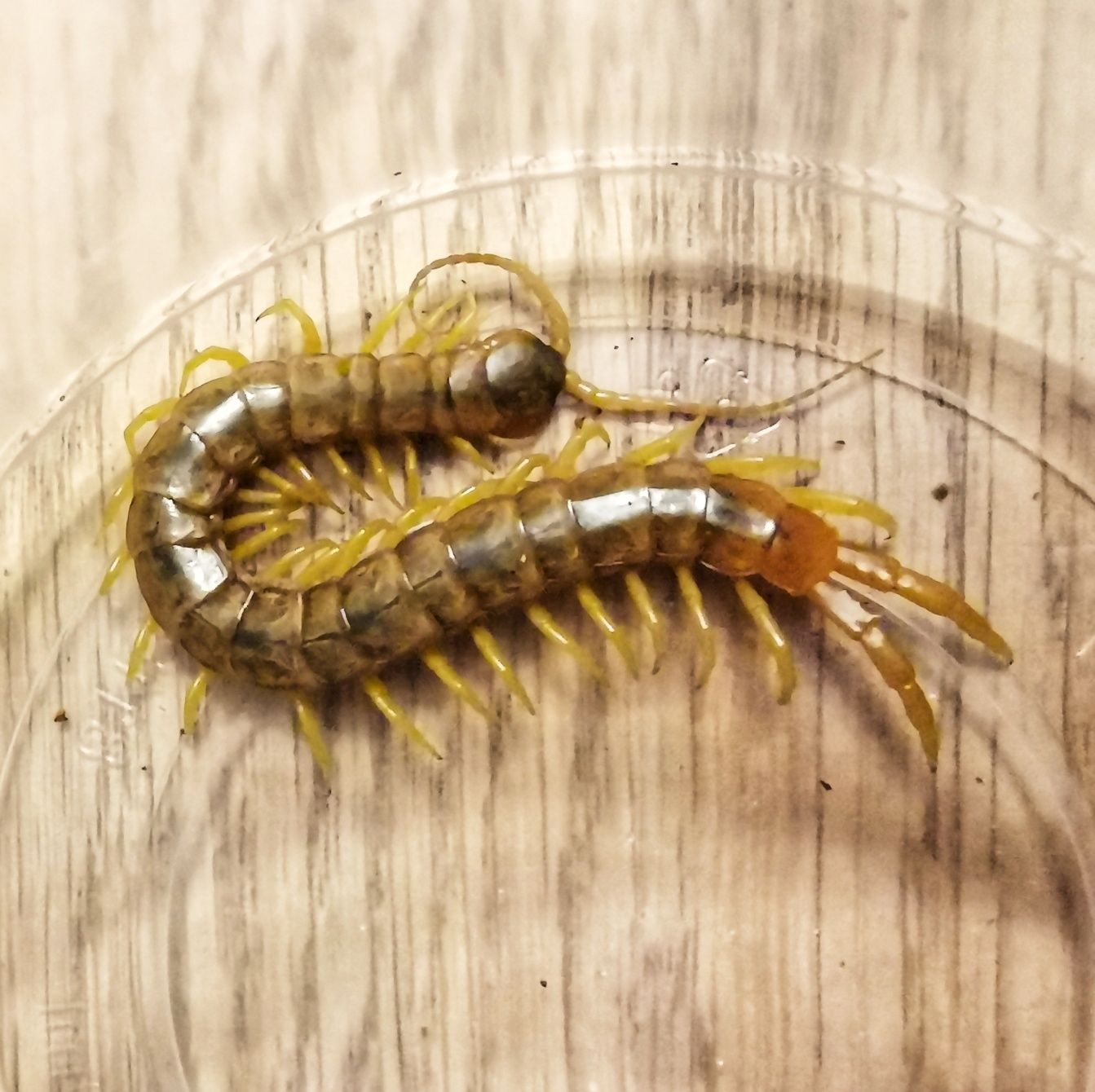 Scolopendra cingulata, skolopendra paskowana, nie ptasznik