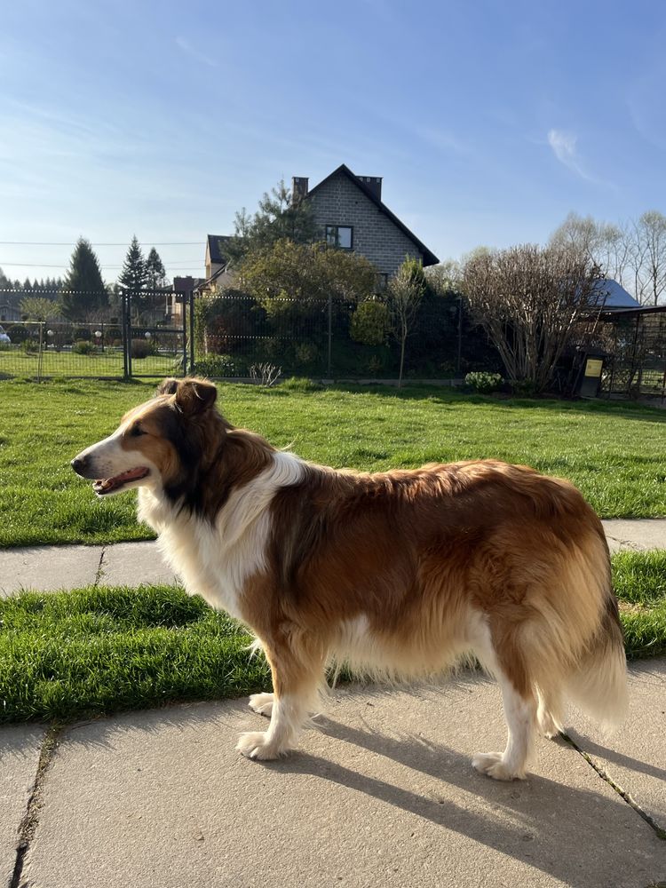 Owczarek szkocki collie owczarki pies piesek