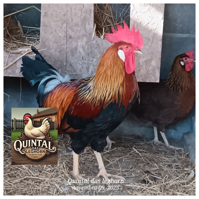 Leghorn Brawn,Isabela, White e Azur