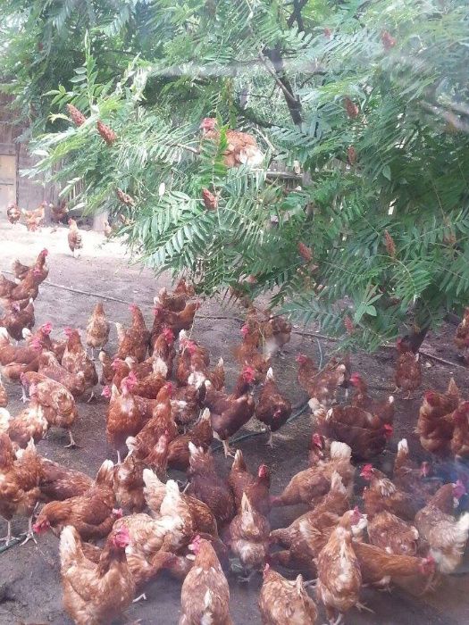 Świeże wiejskie jaja jajka