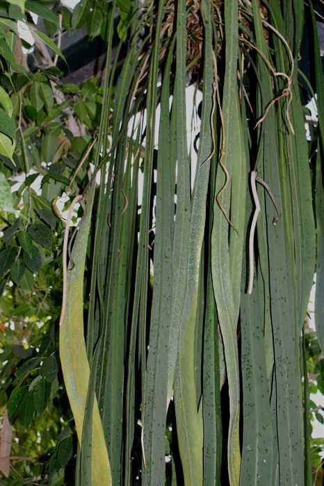 Anthurium vittarifolium