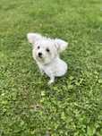 Szczeniak maltipoo