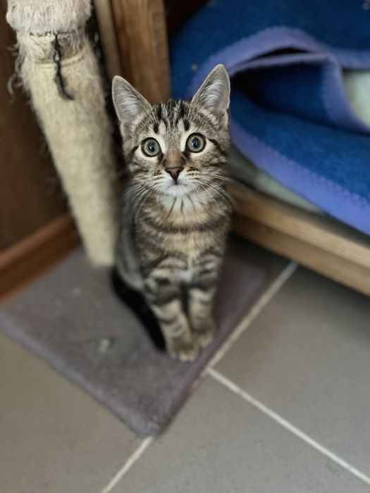 Котенок мальчик и девочка 2,5 мес