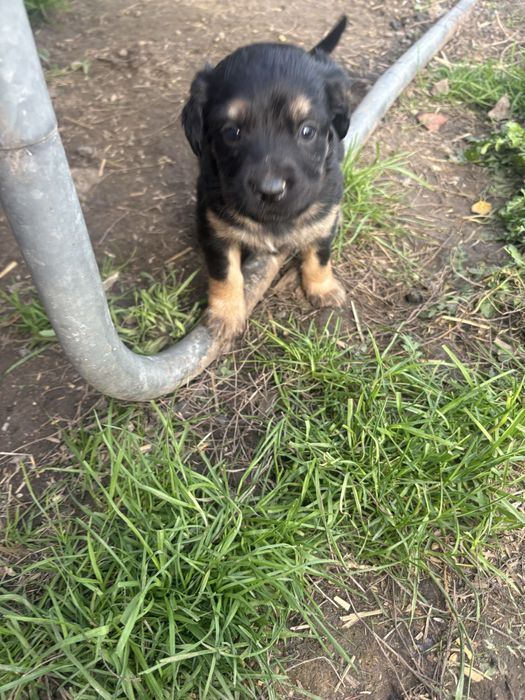 Slodkie misie oddam za darmo