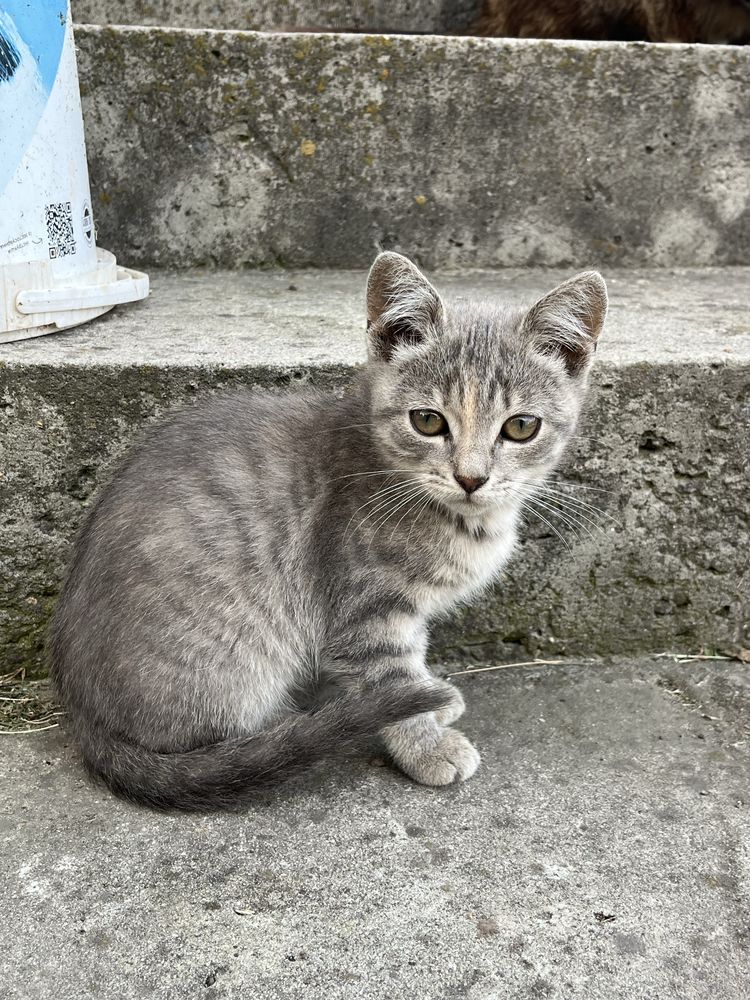 Віддам котиків безкоштовно! Шукаю дім кицям