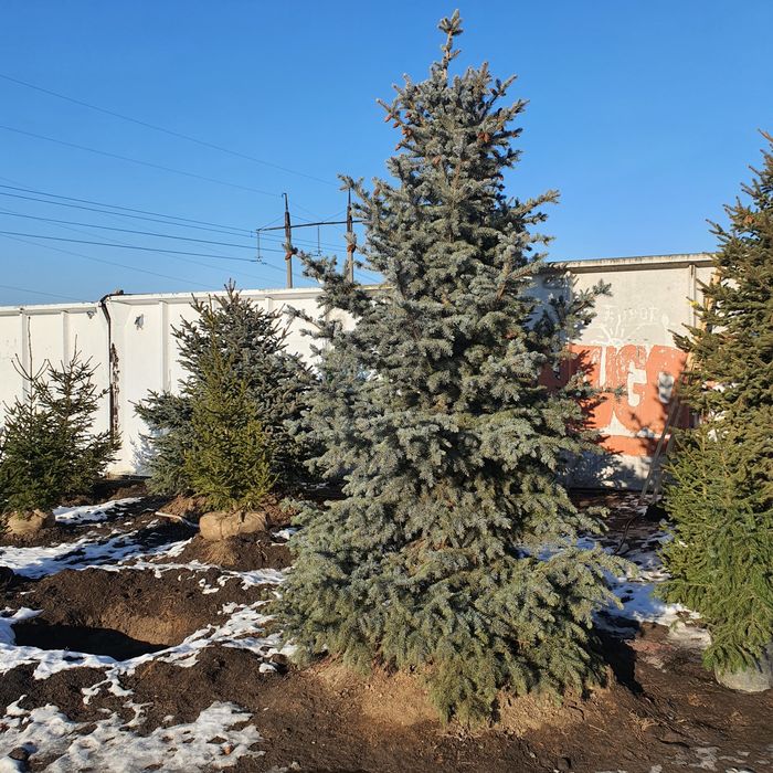 Ель живая колючая зелёная сизая голубая