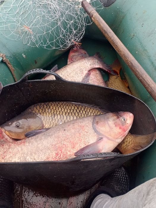 Живий свіжий короп, товстолоб,риба.