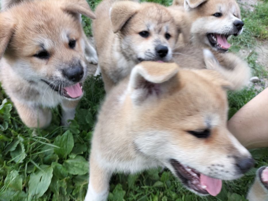 Piesek Akita Inu SWKiPR