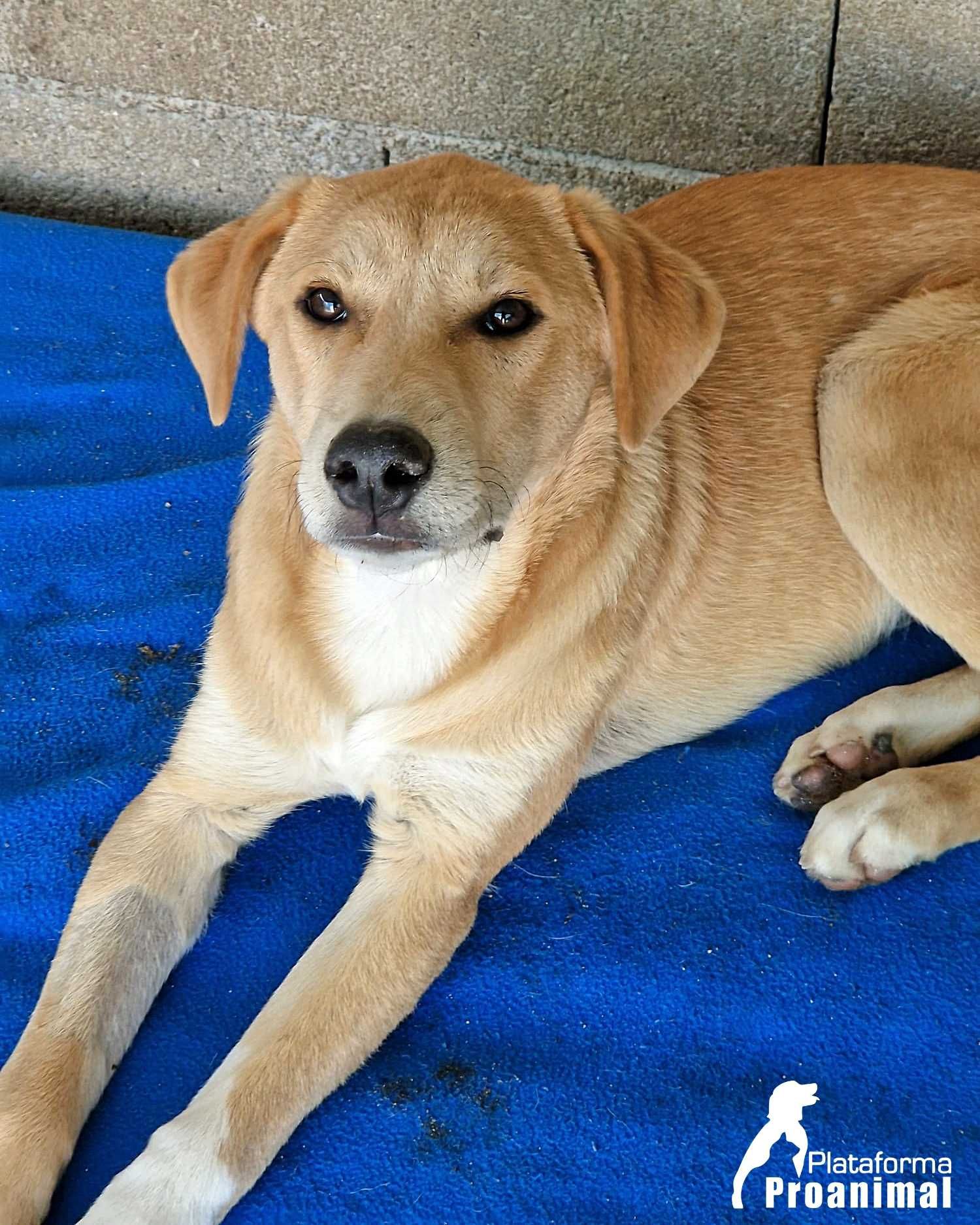 JANO - Cãozinho muito jovem para Adoção!