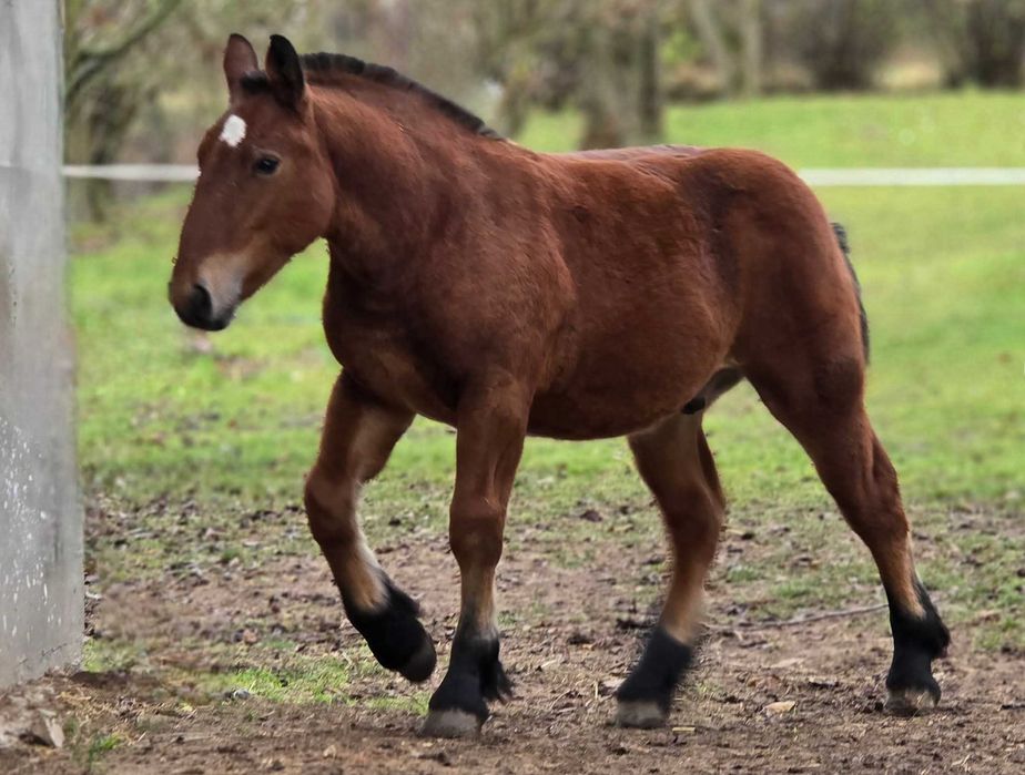Przyszłościowy ogierek zimnokrwisty