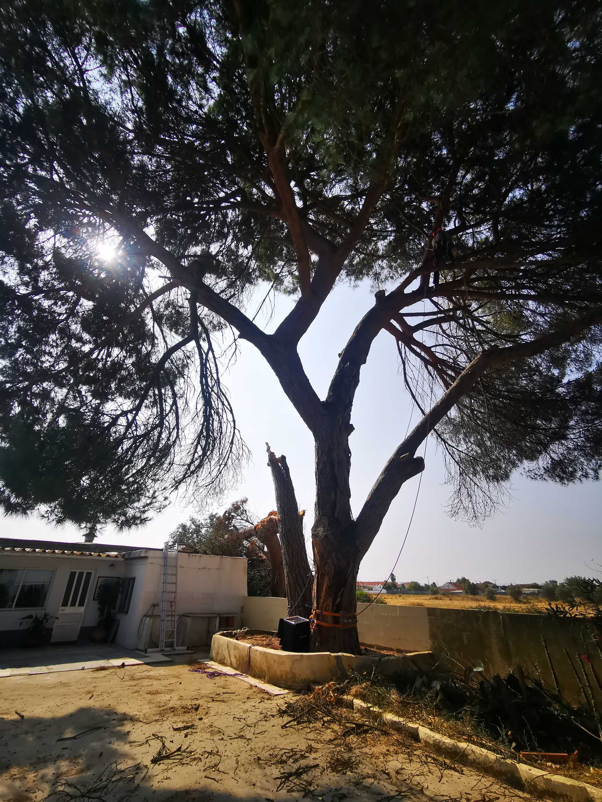 Corte de árvores difíceis / Difficult tree pruning and removal