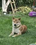 Pies rasy shiba Inu