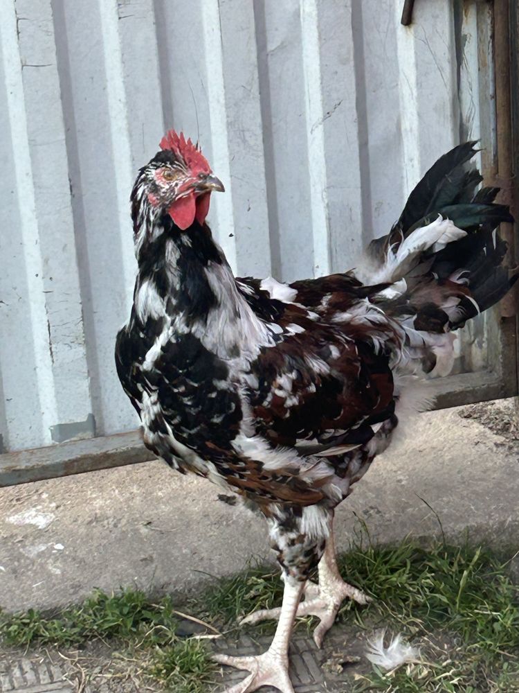 Продам лівенська ситцева