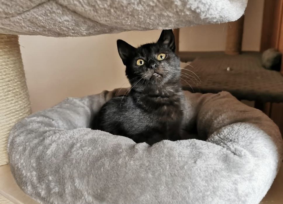 3 miesięczna koteczka szuka domu