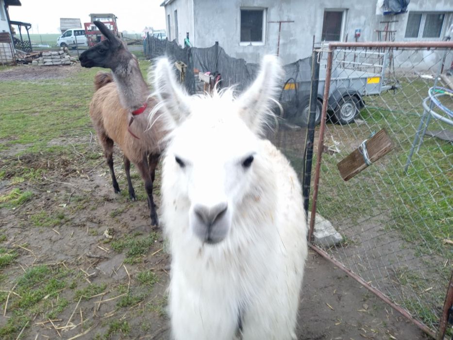 Para lam samiec i samica sprzedam lub zamienię