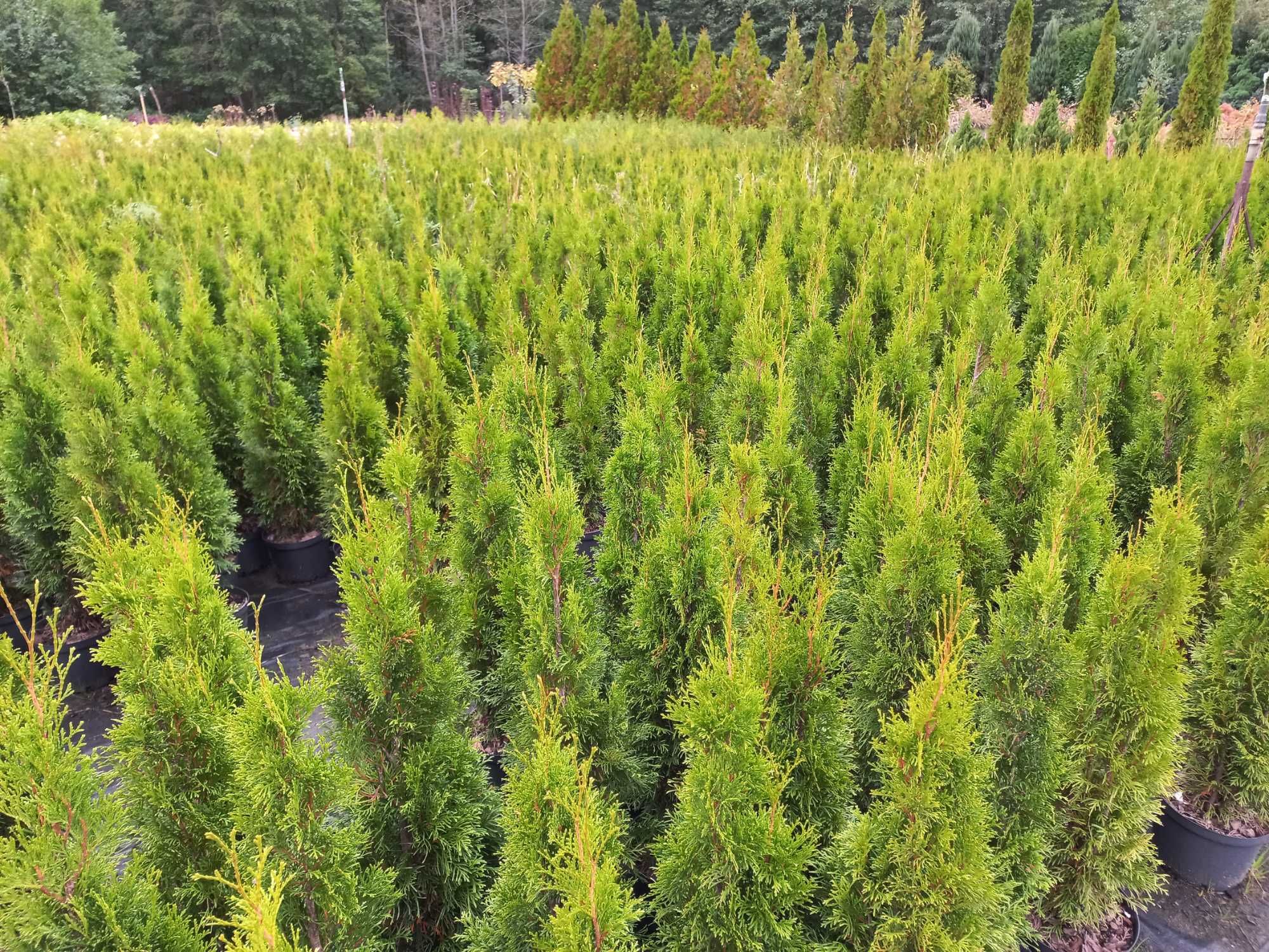 Tuja szmaragd 50-60 cm w donicy 3 litrowej. Thuja Smaragd.