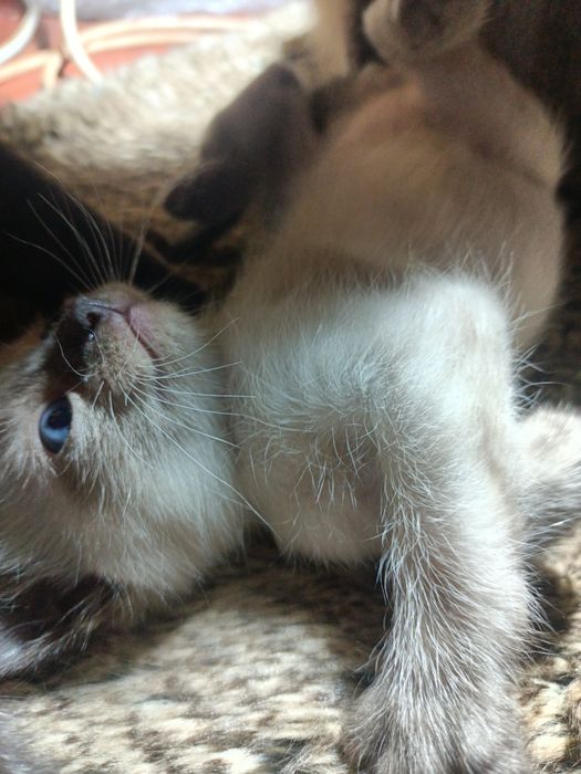 Котенята Тайської породи