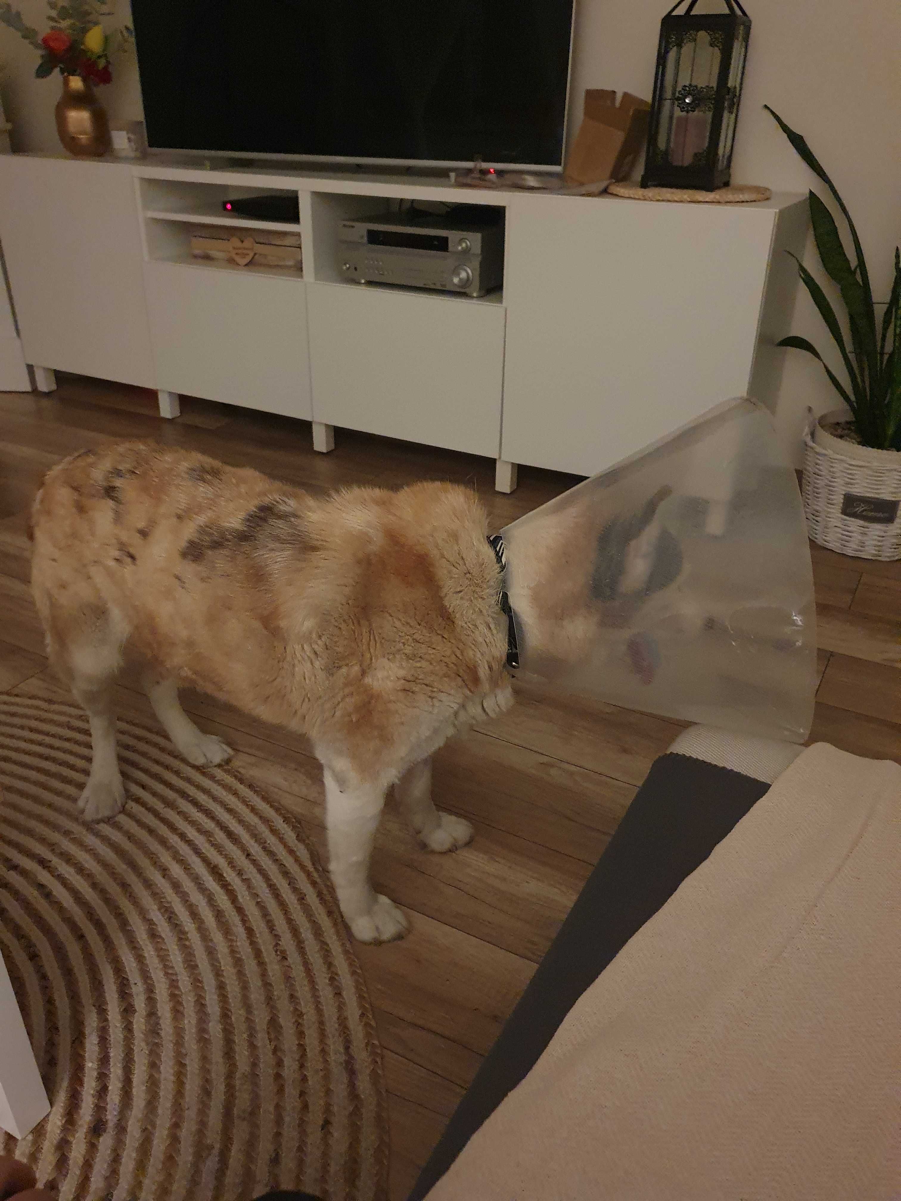 Zagineła suczka husky Pruchna Bąków