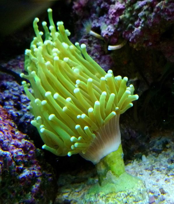 Euphyllia, euphylia glabrescens ancora paraancora