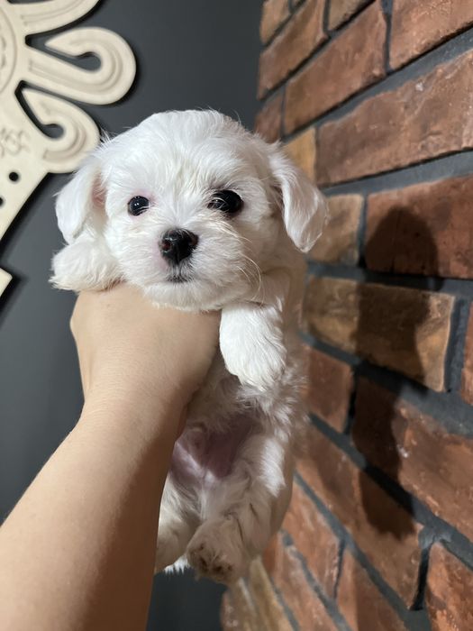 Malutki piesek maltańczyk