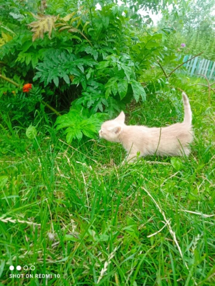Котик персик в добрі руки