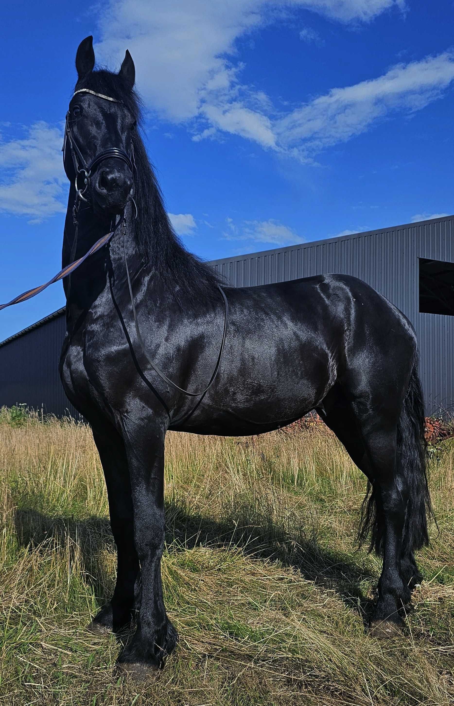 Venom ogier 170cm 3,5 kon fryz fryzyjski glowna ksiega stadna siodlo