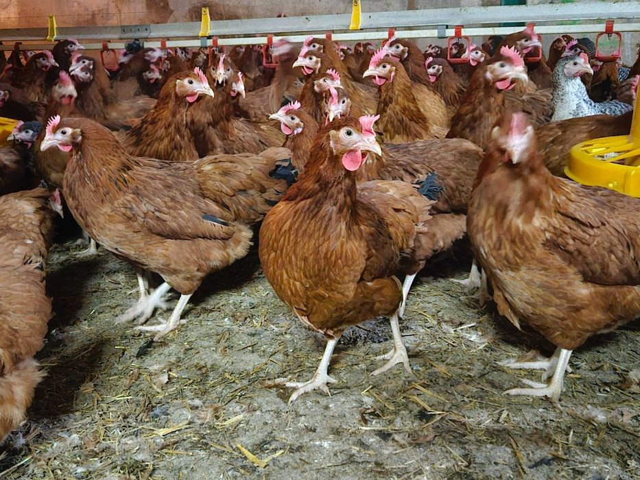 Młode kury nioski odchowane Rosa kolor i brązowa dowoz gratis