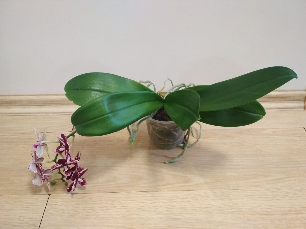 Орхидея фаленопсис, Белинзона
