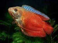 GB Prętnik trójbarwny (Trichogaster chuna) - dowóz ryb!
