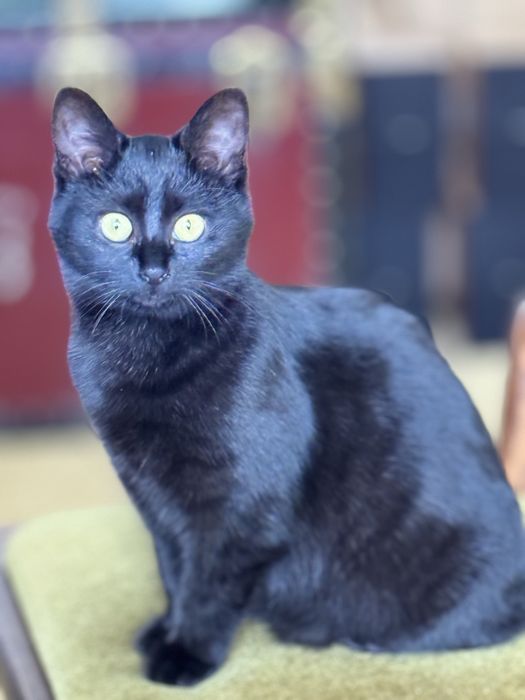 Віддам кошенятко у добрі руки