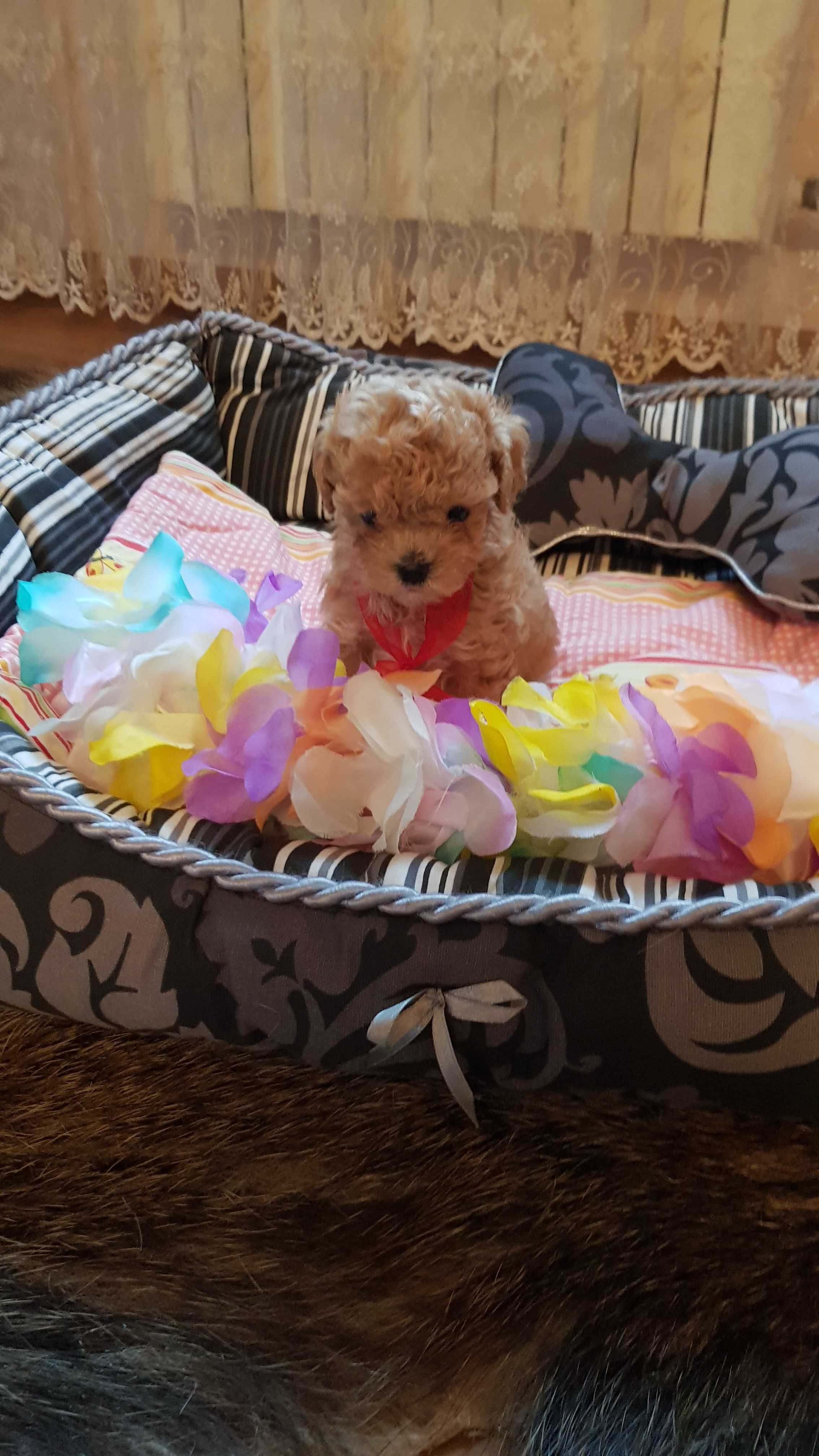 Maltipoo cudowny miniaturowy śliczny morelowy słodziak