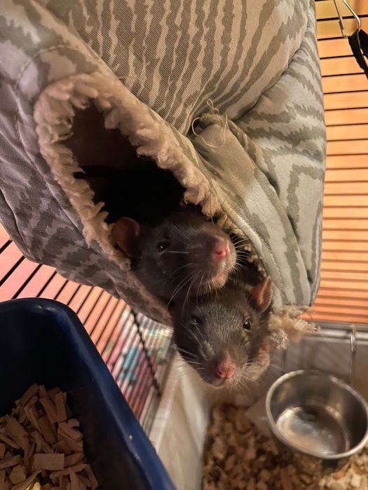 Клітка для щурів, тхорів