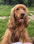 Cocker spaniel sunia odchowana